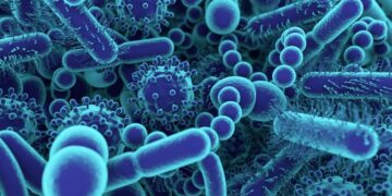 alimento intestino salud organismo célula flora intestinal microbiota tracto digestión