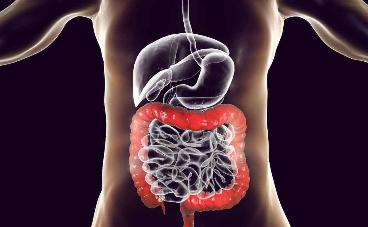 alimento intestino salud organismo célula flora intestinal microbiota tracto digestión