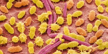 alimentos afectan microbiota intestinal