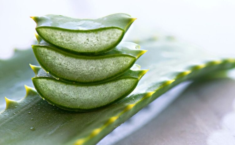 Problemas de comer aloe vera crudo./ Foto de Canva