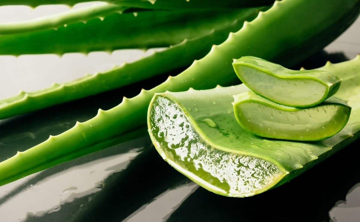 aloe vera ayunas alimento ayuno sábila hortaliza remedio natural agua té