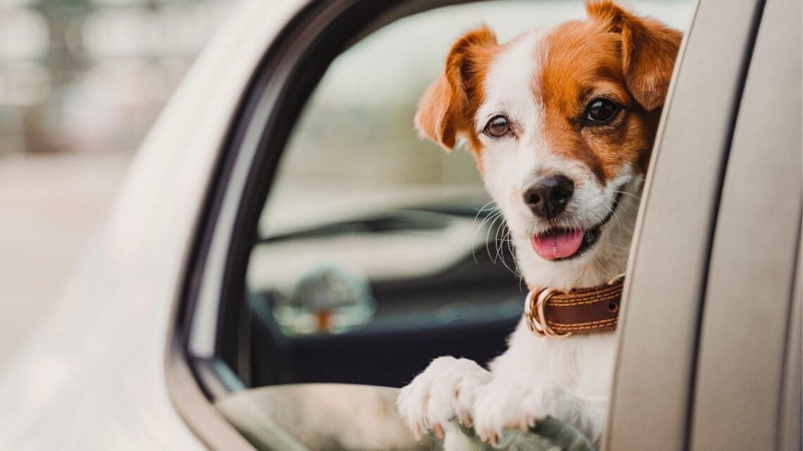 Así debes llevar a tu perro en coche para evitar multas