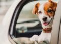 Así debes llevar a tu perro en coche para evitar multas