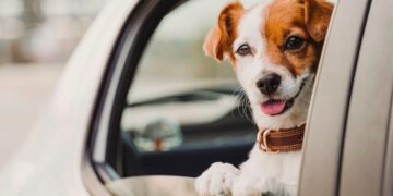 Así debes llevar a tu perro en coche para evitar multas