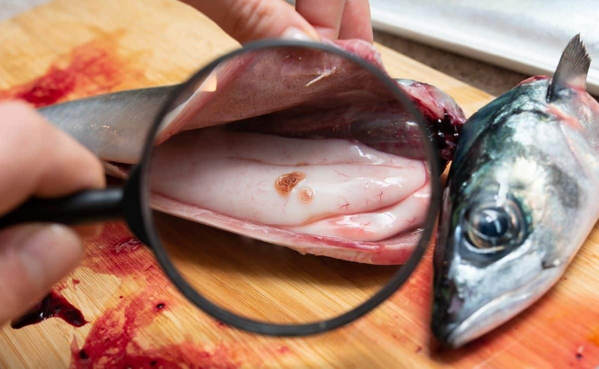 Anisakis pescado OCU