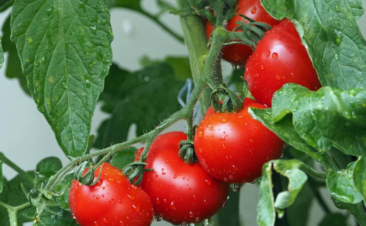 El antiplagas natural con hojas de tomate para plantas