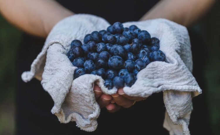 arándanos fruta alimento riñones renal depurativo salud organismo