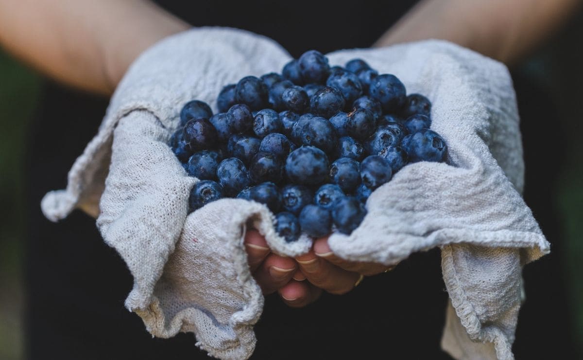 neurología arándanos flavonoides