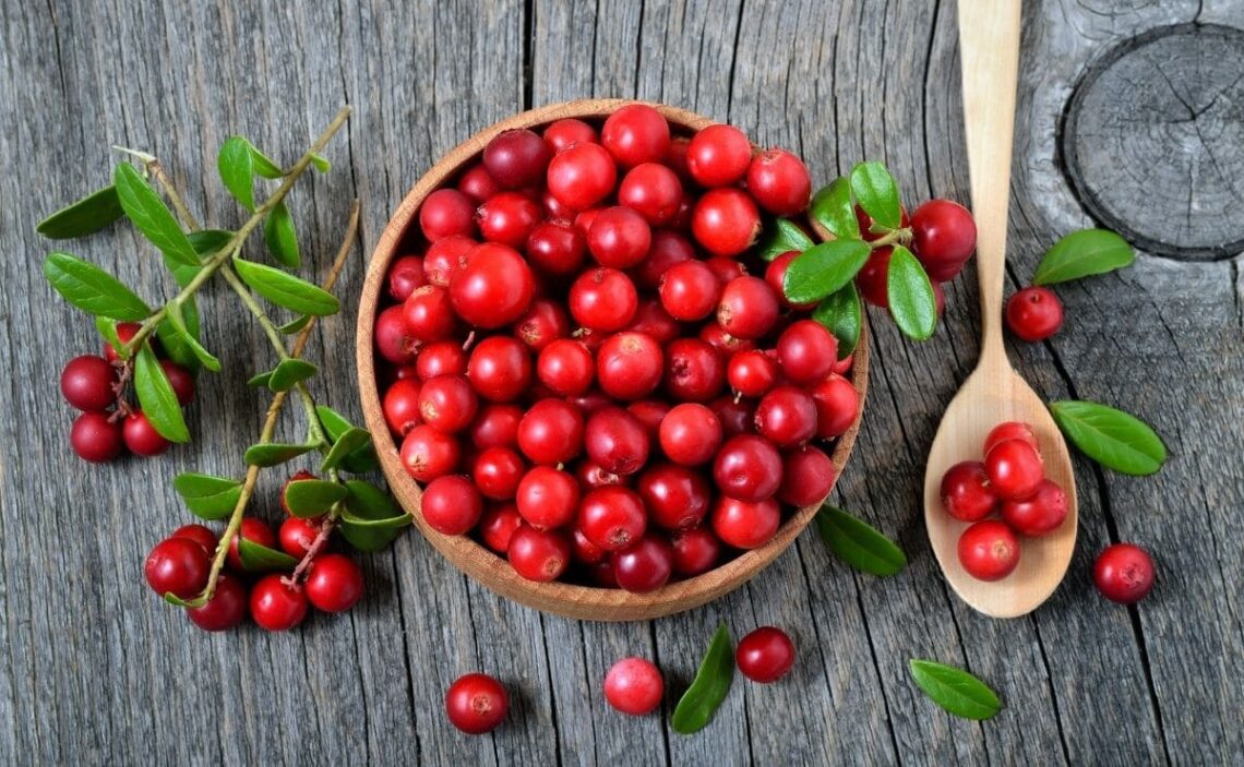 arandanos rojos frutas comida alimentación planta cistitis remedios enfermedad