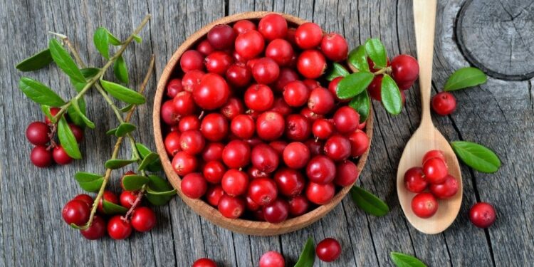 arandanos rojos frutas comida alimentación planta cistitis remedios enfermedad