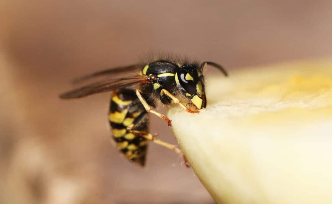 avispa plaga ocu insectos verano bichos remedios trucos caseros