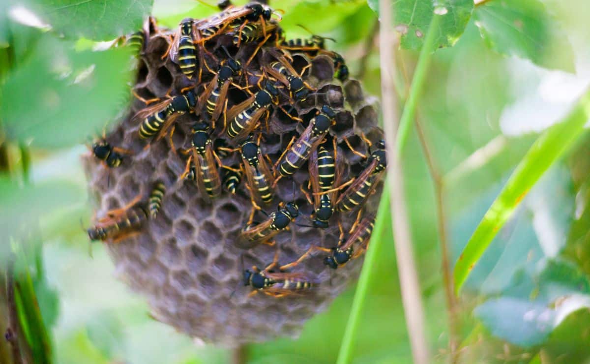 avispa plaga ocu insectos verano bichos remedios trucos caseros