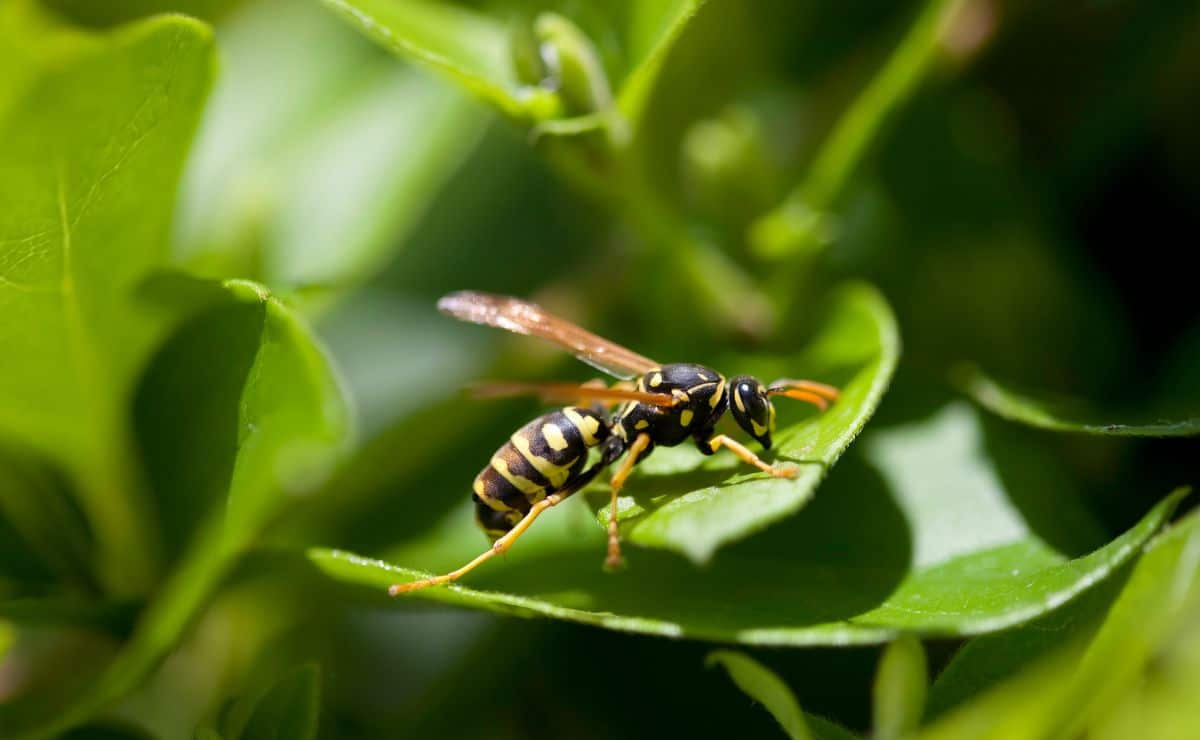 insecto bicho avispa plaga remedio casero vinagre bebida líquido avispero