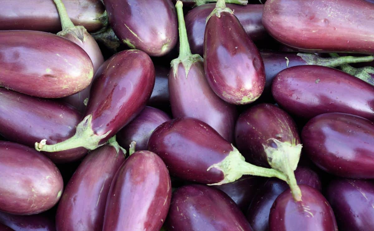 berenjena cruda alimento hortaliza verdura comida