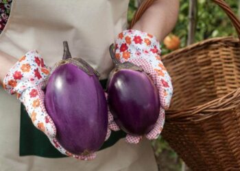 berenjenas verduras perder peso carbohidratos