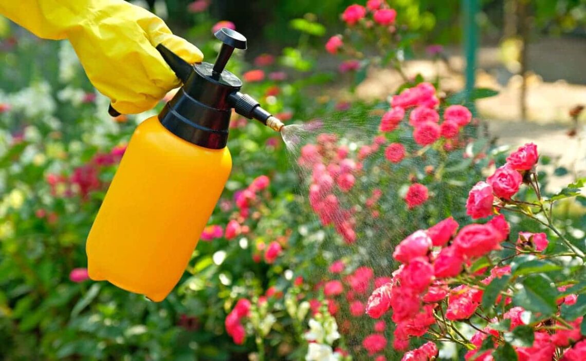 Consejos para evitar que tus plantas se marchiten por hongos