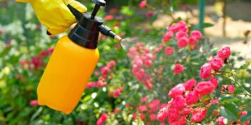 Consejos para evitar que tus plantas se marchiten por hongos