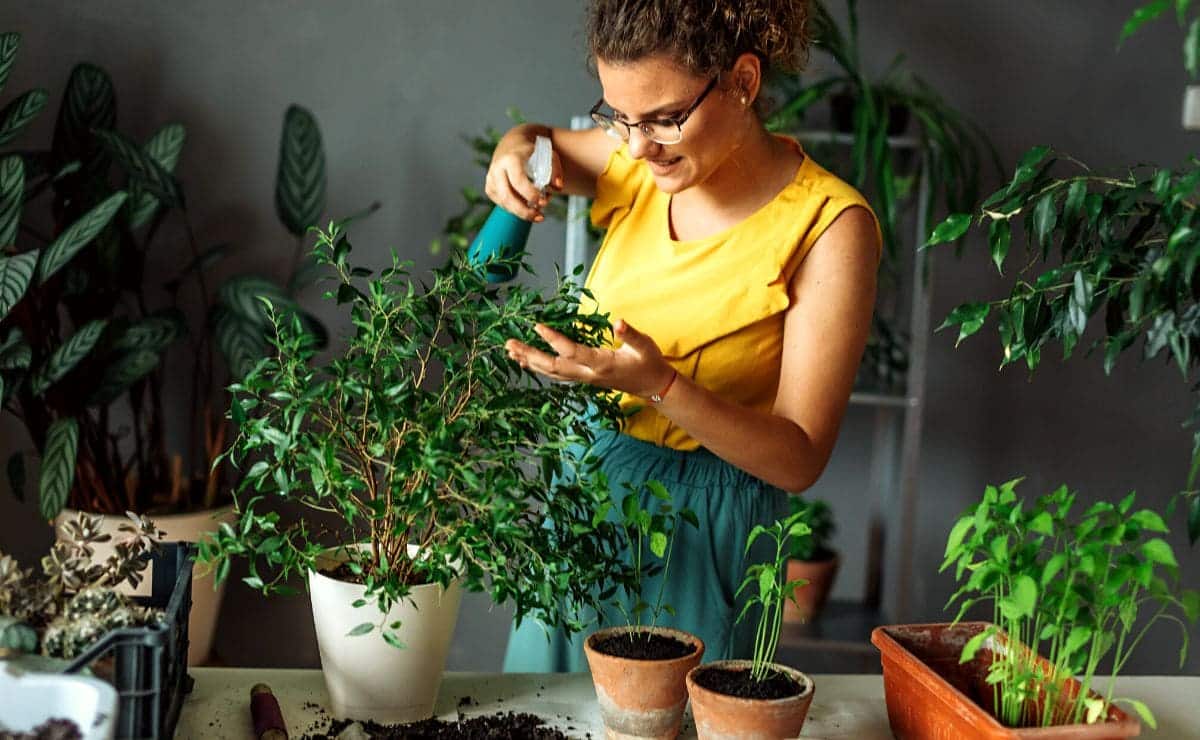 Consejos para evitar que tus plantas se marchiten por hongos