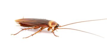 bicarbonato sodio remedio plaga cucaracha verano