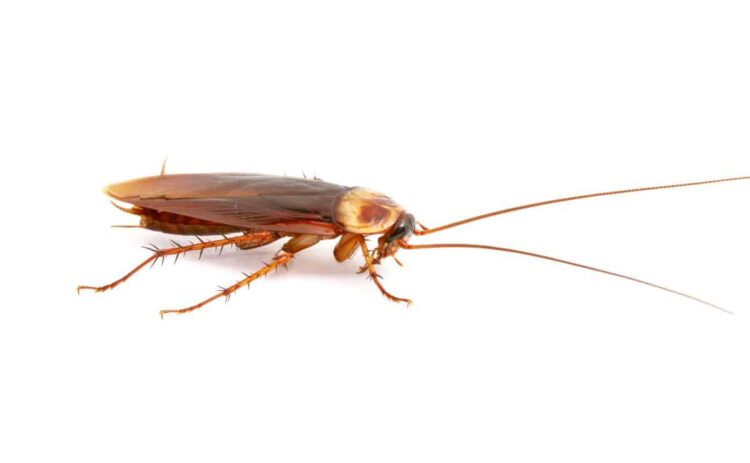 bicarbonato sodio remedio plaga cucaracha verano