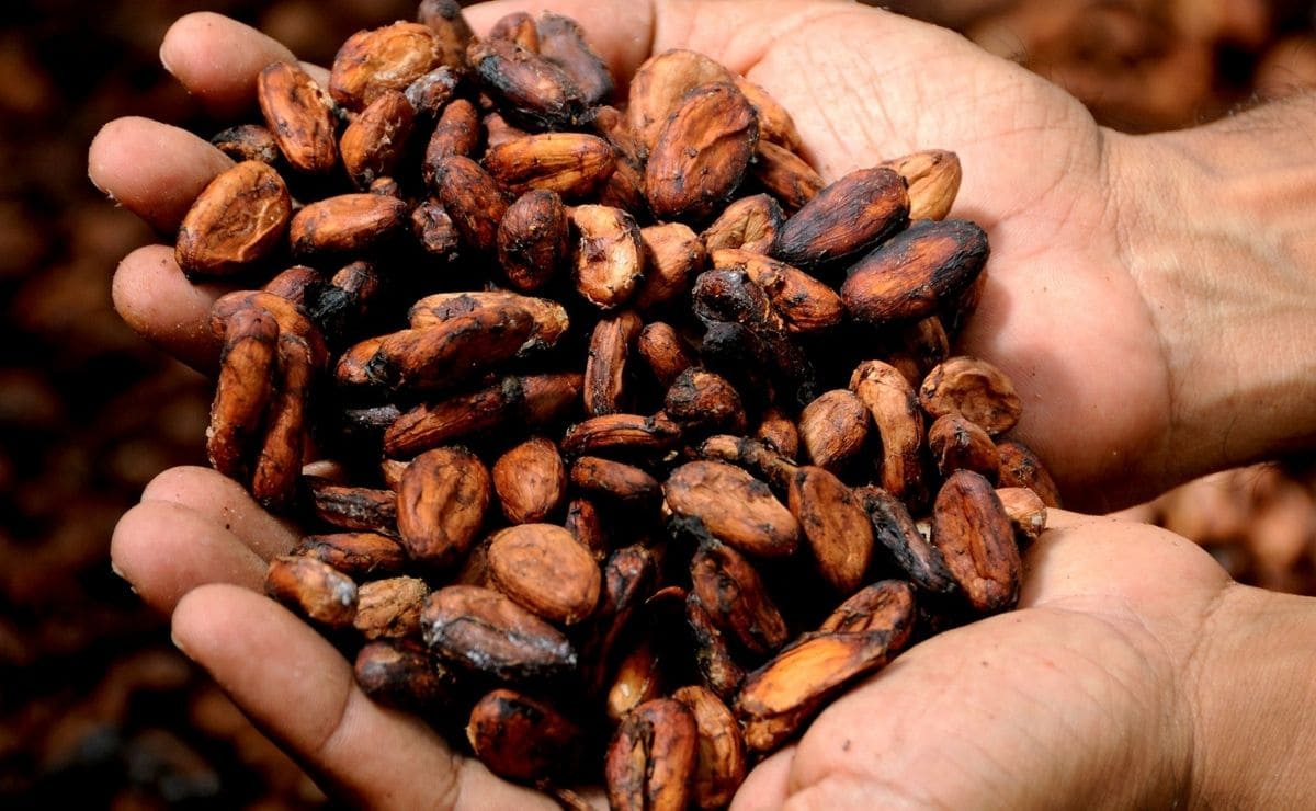 cacao