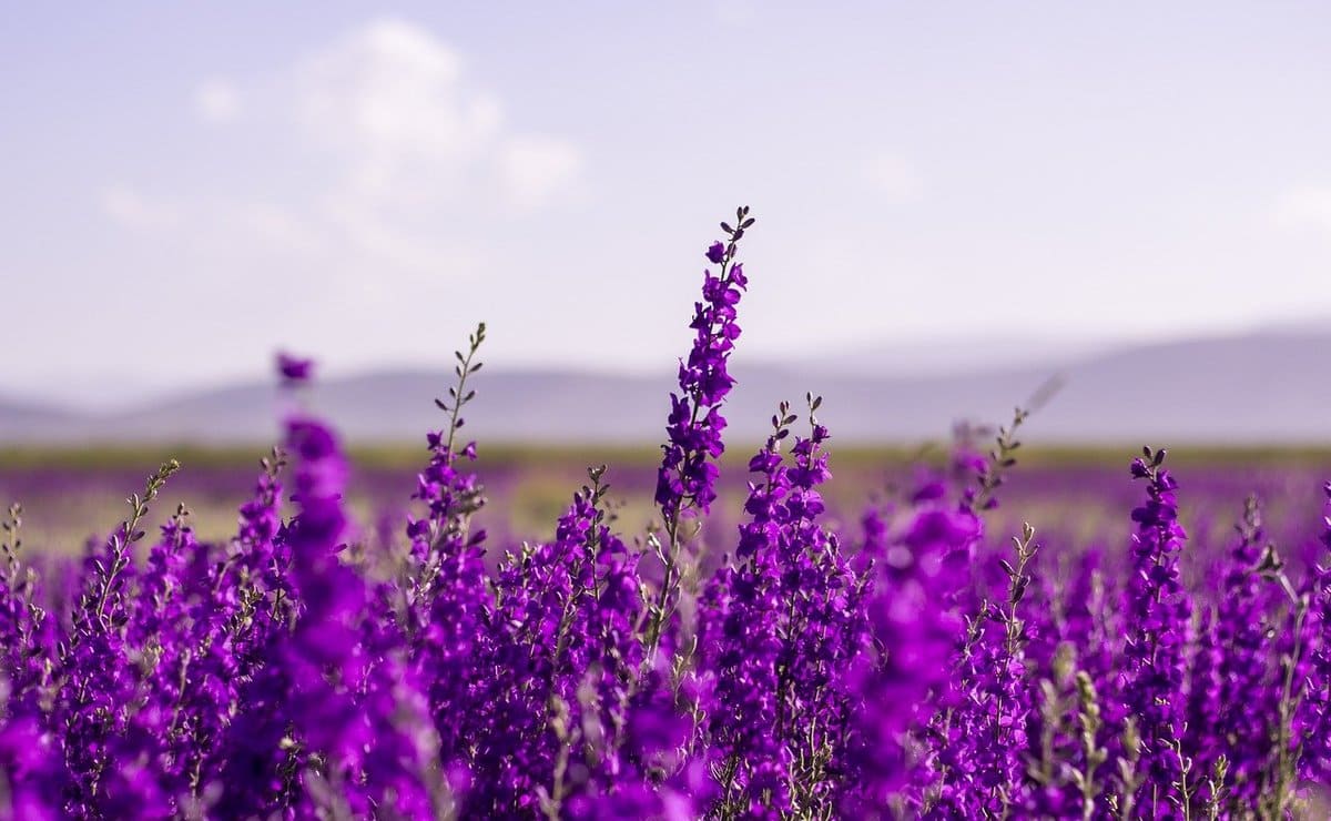 Campo de lavanda, aceite y propiedades para la piel