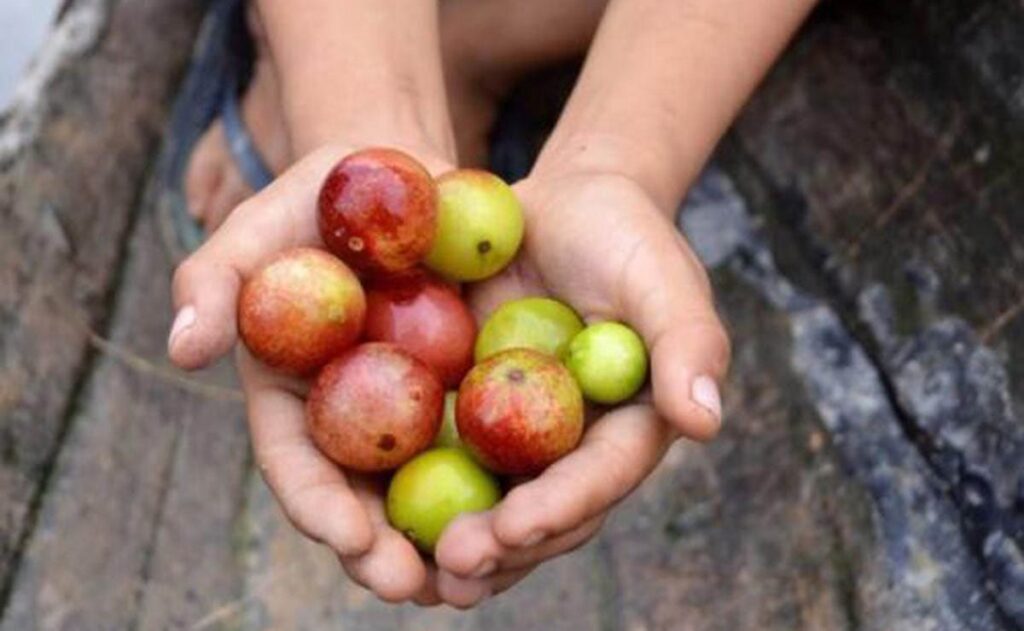 camu camu vitaminna C