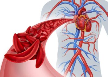 circulación sanguínea alimentos dieta presión arterial sangre fluido vasos corazón