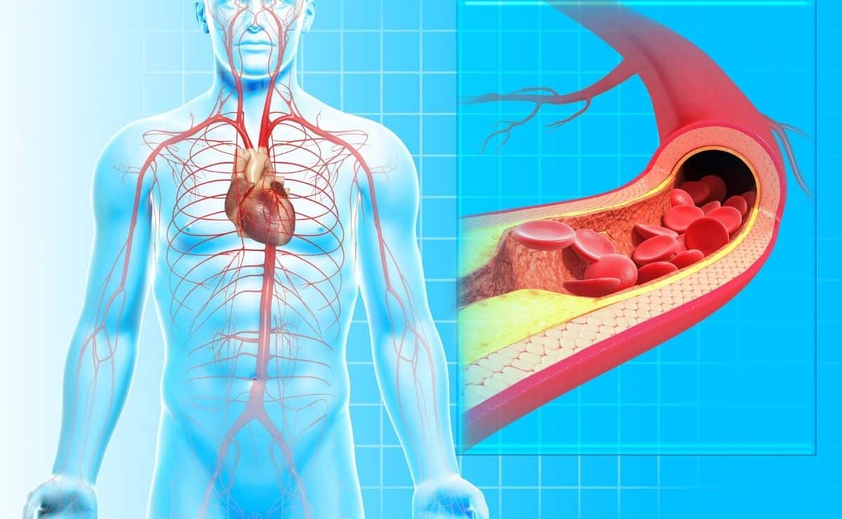 circulación sanguínea alimentos dieta presión arterial sangre fluido vasos corazón
