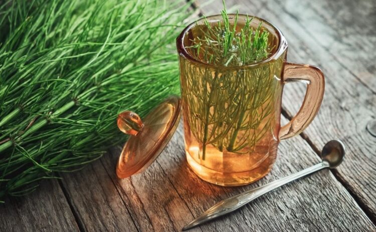5 contraindicaciones de tomar cola de caballo a diario para la salud