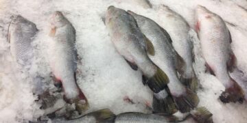 congelar pescado alimento conservar remedio truco casero