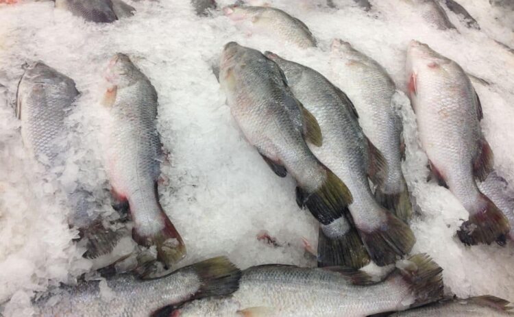 congelar pescado alimento conservar remedio truco casero