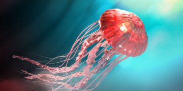 Consejos para actuar ante una picadura de medusa