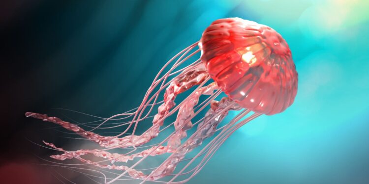 Consejos para actuar ante una picadura de medusa
