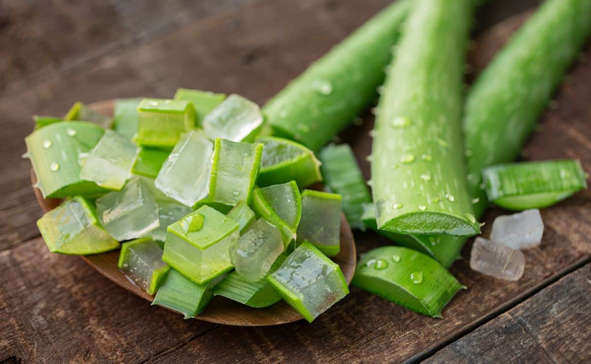 conservar aloe vera remedio natural trucos consejos