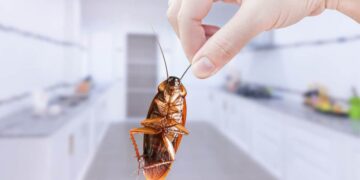 cucaracha insectos bichos hormigas insecticida remedios naturales trucos caseros