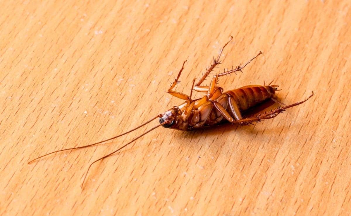 Cucaracha muerta por ácido bórico