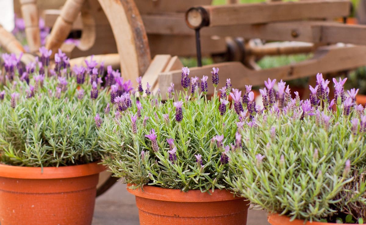 Cómo cuidar la planta de lavanda