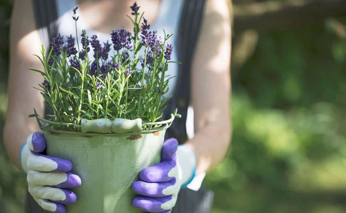 Cómo cuidar la planta de lavanda