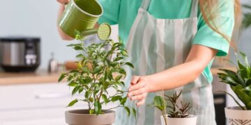 La planta de interior que elimina la humedad de tu hogar
