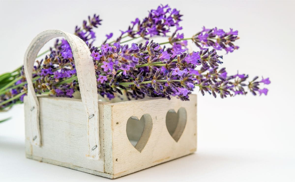 Cómo cuidar la planta de lavanda