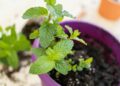 Cultivar planta de menta