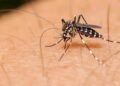 Mosquito dengue