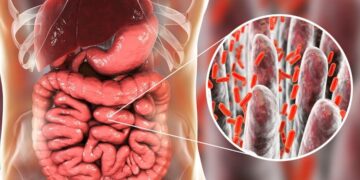 digestión alimento tracto intestinal digestivo flora microbiota dieta