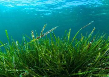 ¿Dónde crece la espirulina?
