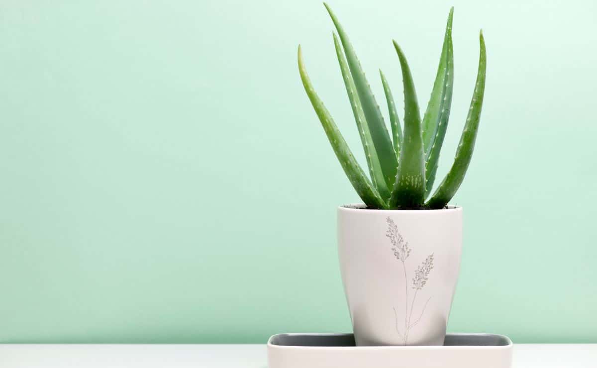 Esqueje aloe vera