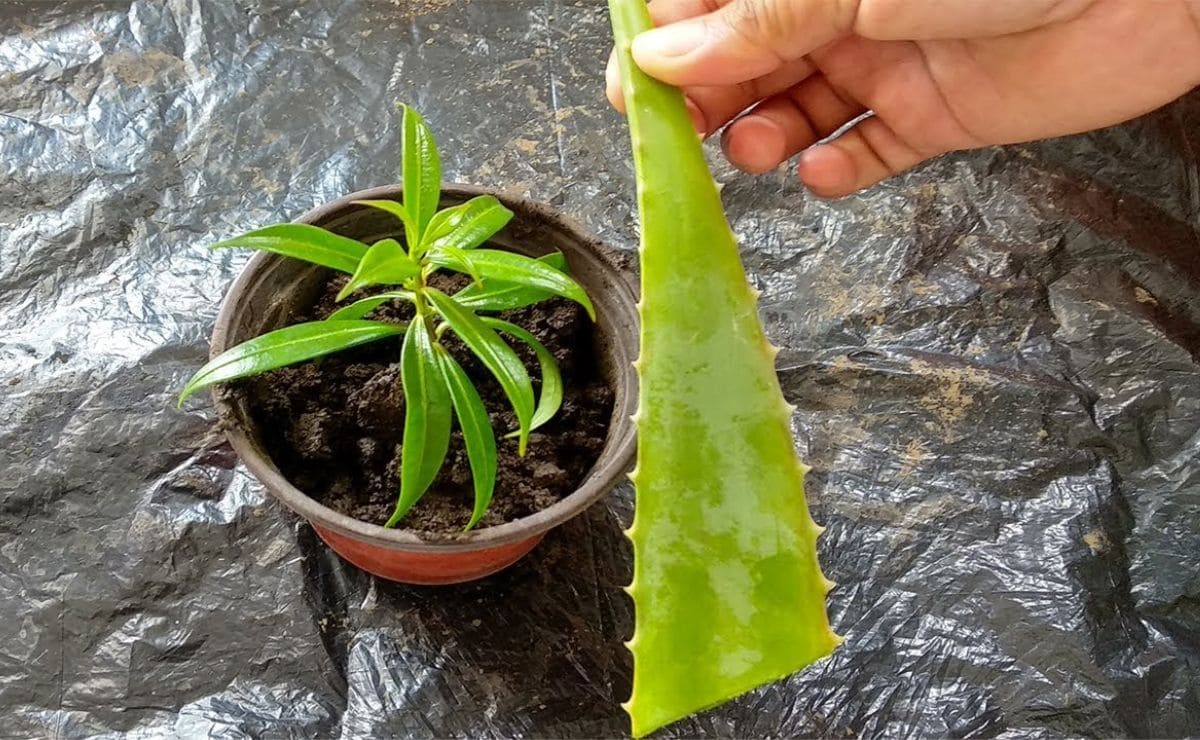 Plantar esquejes de aloe vera