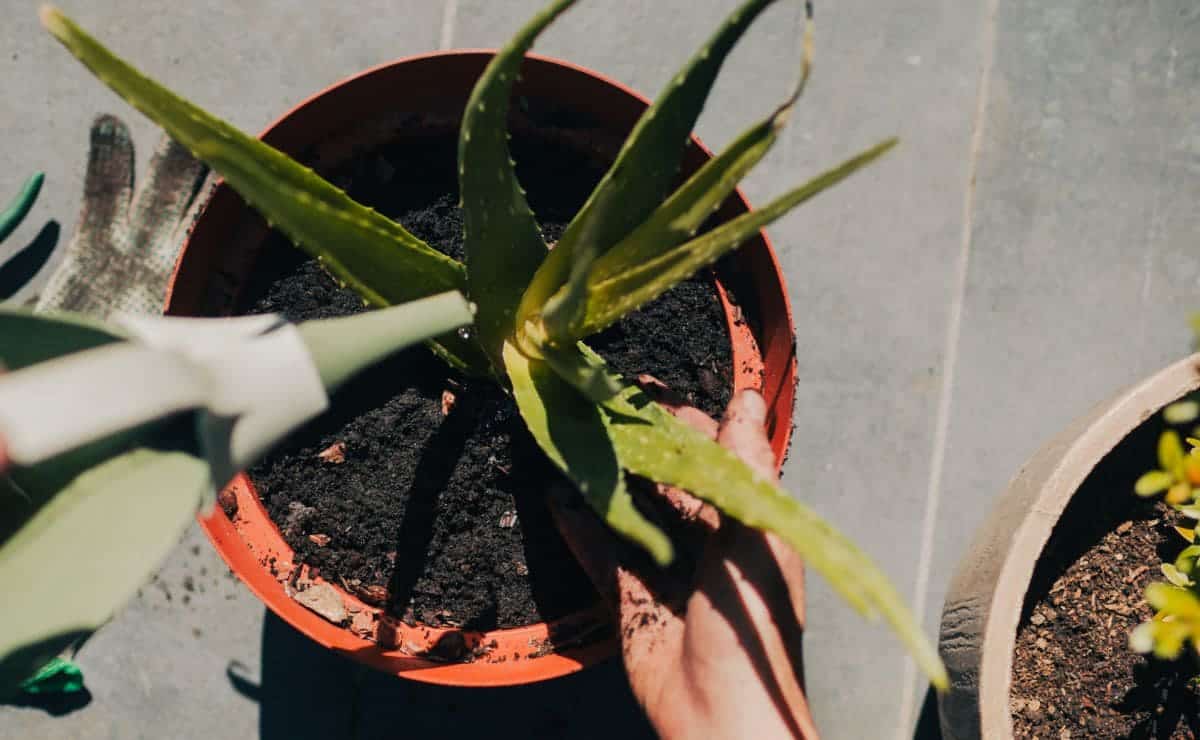 Plantar esquejes de aloe vera