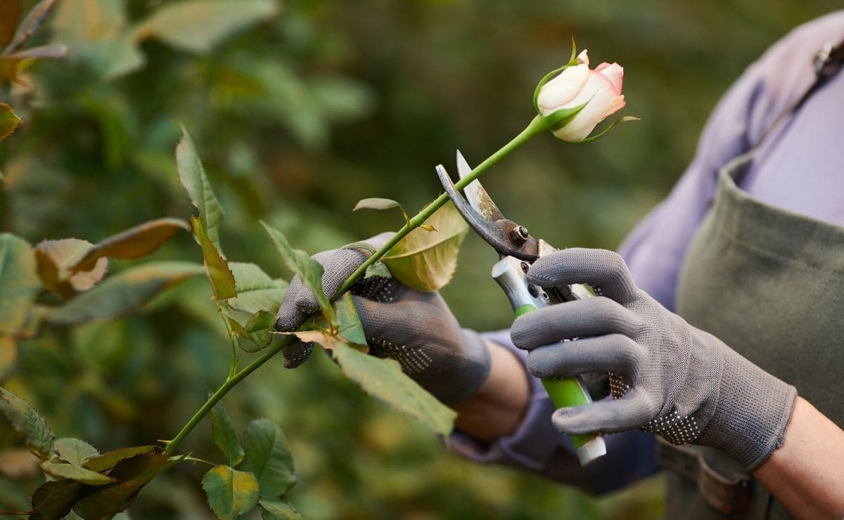 Cómo plantar un esqueje de rosal