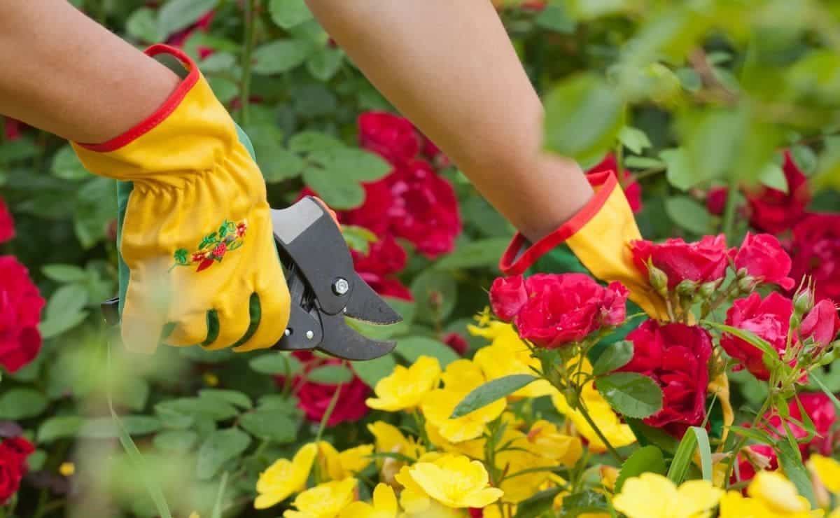 Cómo plantar un esqueje de rosal